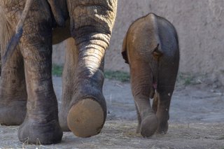 12 August 2026, Saxony-Anhalt, Magdeburg: A baby elephant walks alongside its mother, Sweni, in the "Africambo" African exhibit at Magdeburg Zoo. The calf, a female, was born on August 6, 2026, at Magdeburg Zoo, weighing 113 kilograms. Sweni and her calf 