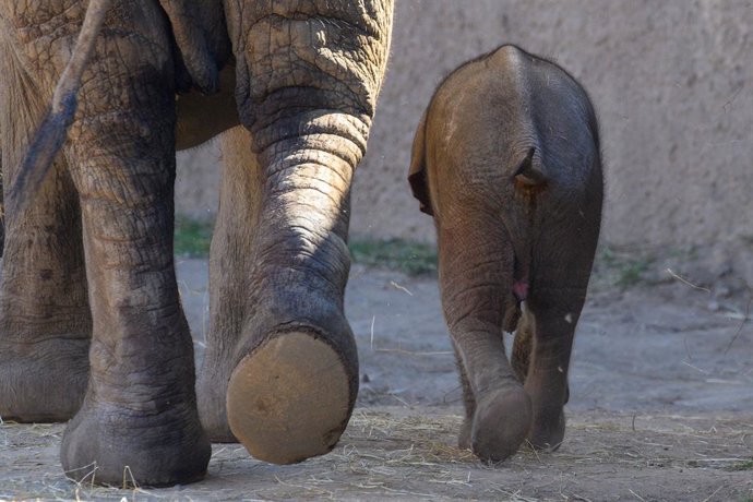 12 August 2026, Saxony-Anhalt, Magdeburg: A baby elephant walks alongside its mother, Sweni, in the "Africambo" African exhibit at Magdeburg Zoo. The calf, a female, was born on August 6, 2026, at Magdeburg Zoo, weighing 113 kilograms. Sweni and her calf 