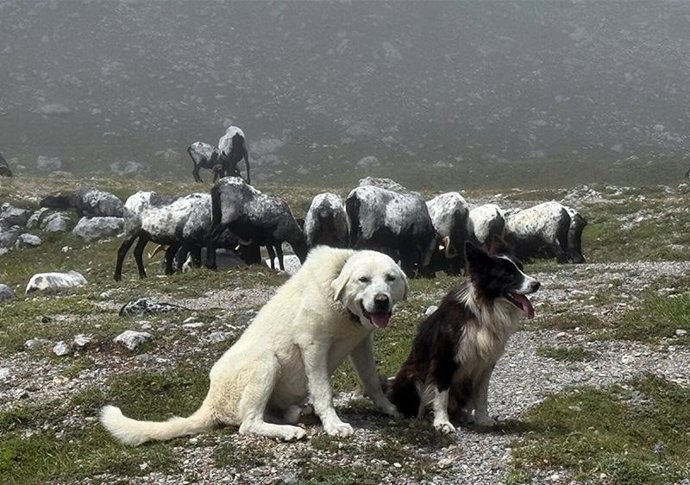 Archivo - Perros pastores.
