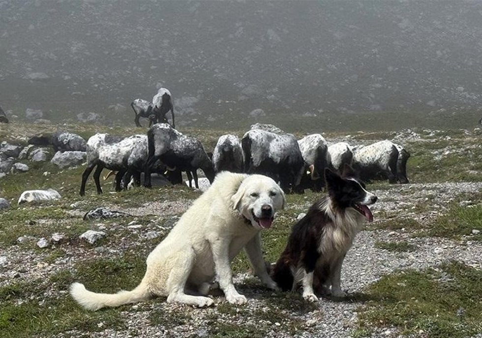 Archivo - Perros pastores.