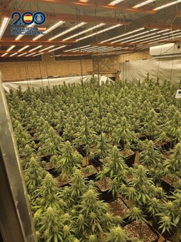 La Policía Nacional desmantela una plantación 'indoor' con 585 plantas de marihuana en Talavera de la Reina