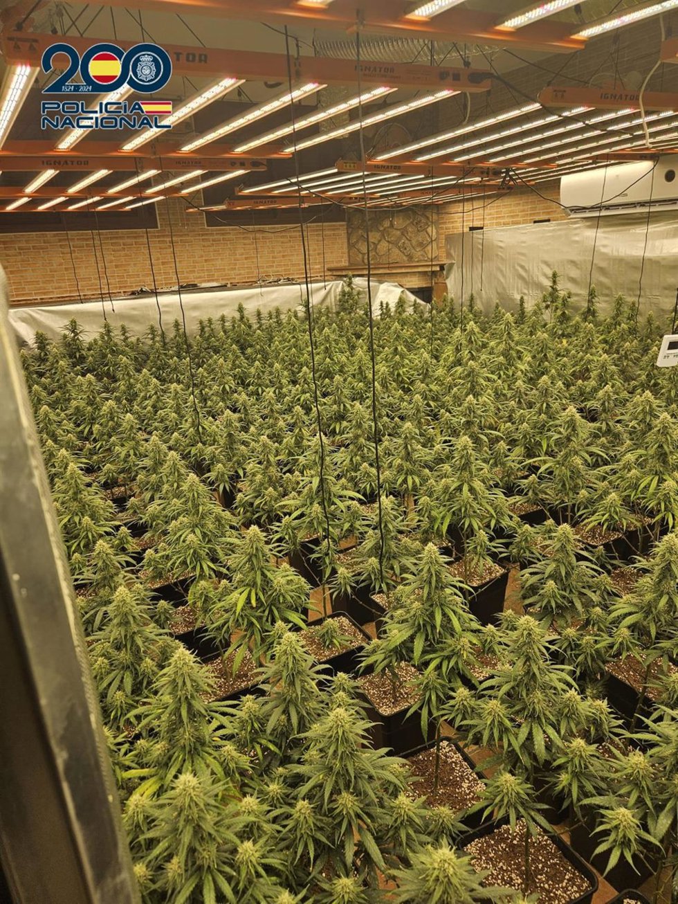 La Policía Nacional desmantela una plantación 'indoor' con 585 plantas de marihuana en Talavera de la Reina