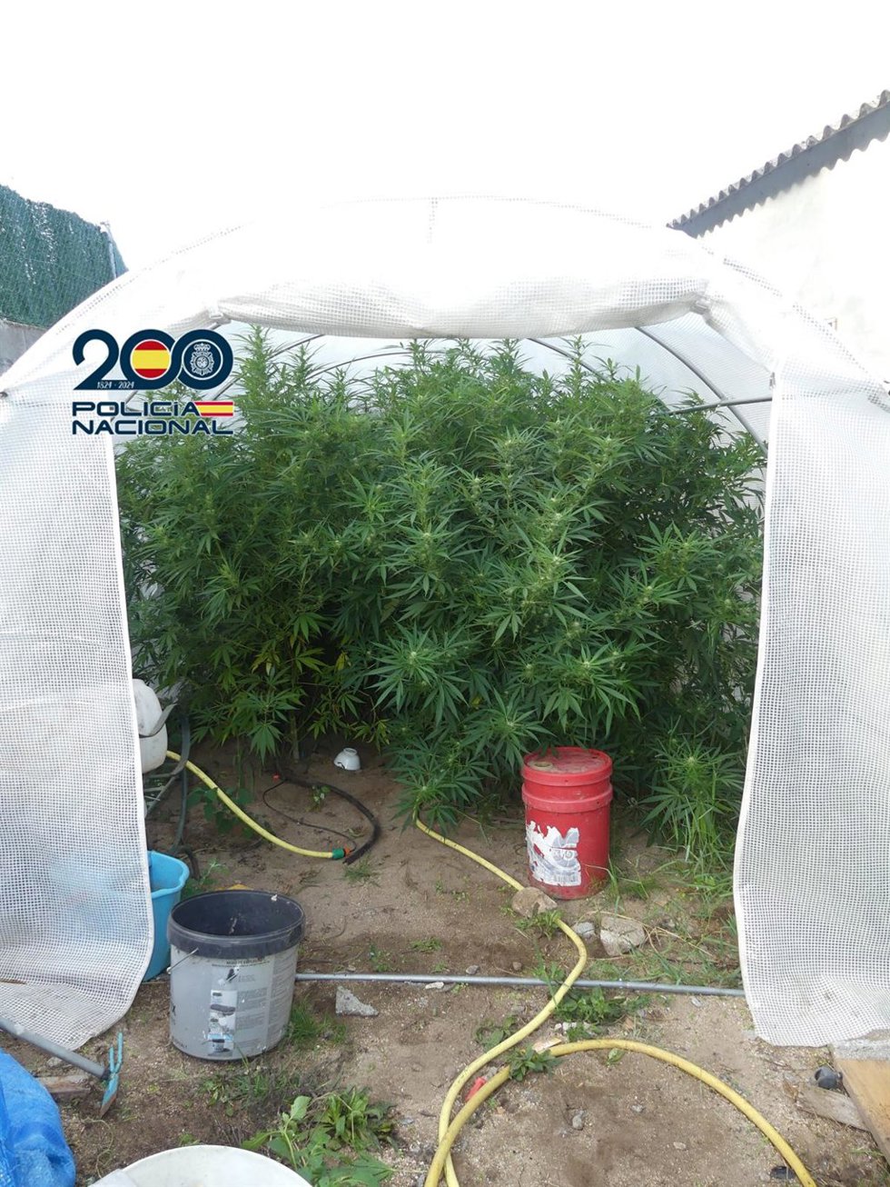 Plantación de marihuana intervenida en Marín.