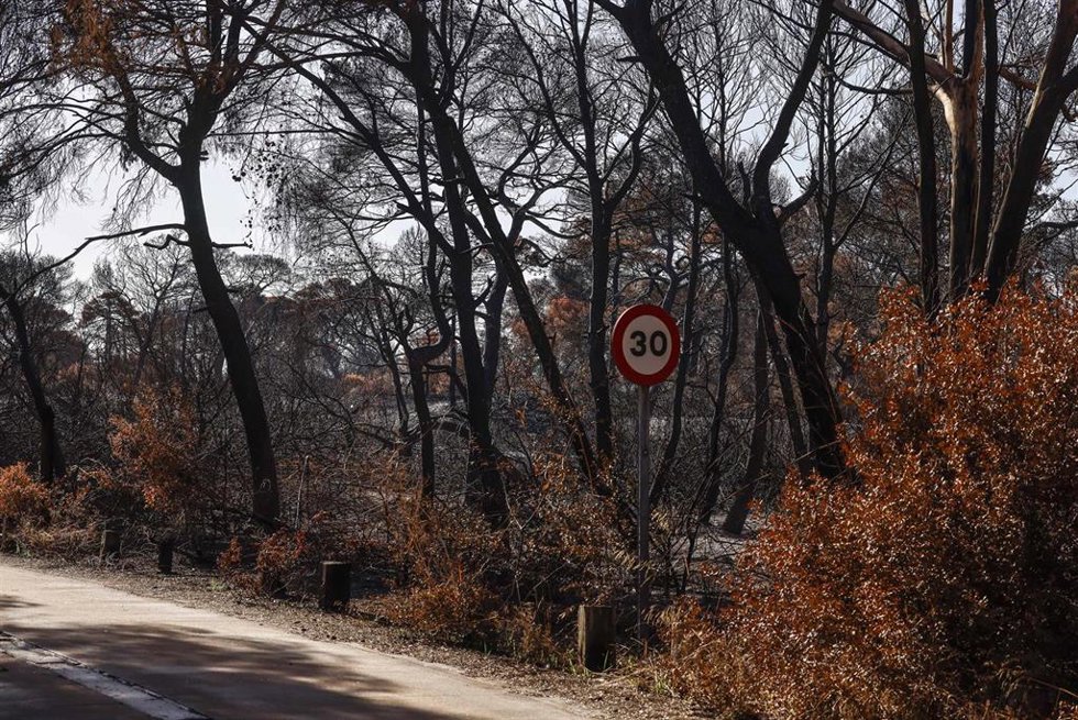 Zonas calcinadas tras el incendio declarado recientemente en El Saler, a 8 de septiembre de 2026, en El Saler, Valencia, Comunidad Valenciana (España). 