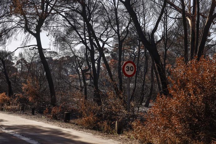 Zones calcinades després de l'incendi declarat recentment al Saler, a 8 de setembre del 2026, al Saler, València, Comunitat Valenciana (Espanya). 