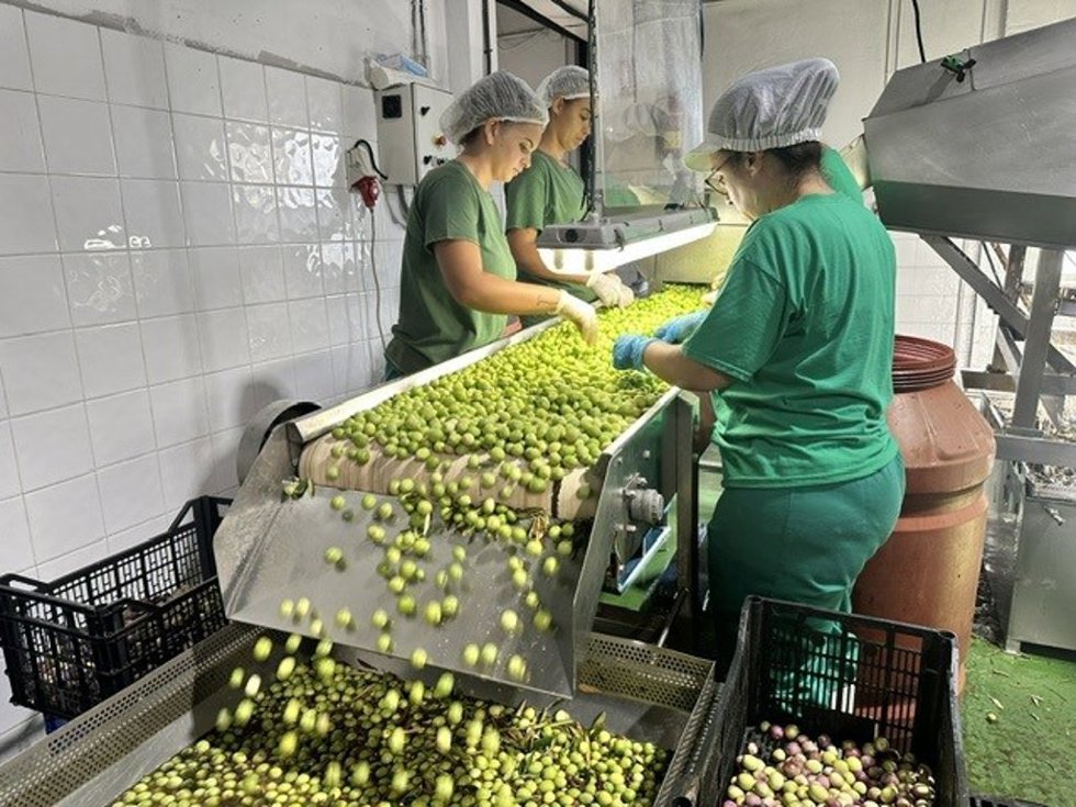 Imagen de la recogida de la DOP Aceituna Aloreña de Málaga en Alhaurín el Grande.
