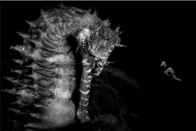 El fotógrafo francés Julien Anton, ganador del Ocean Photographer of the Year por una imagen de un caballito de mar