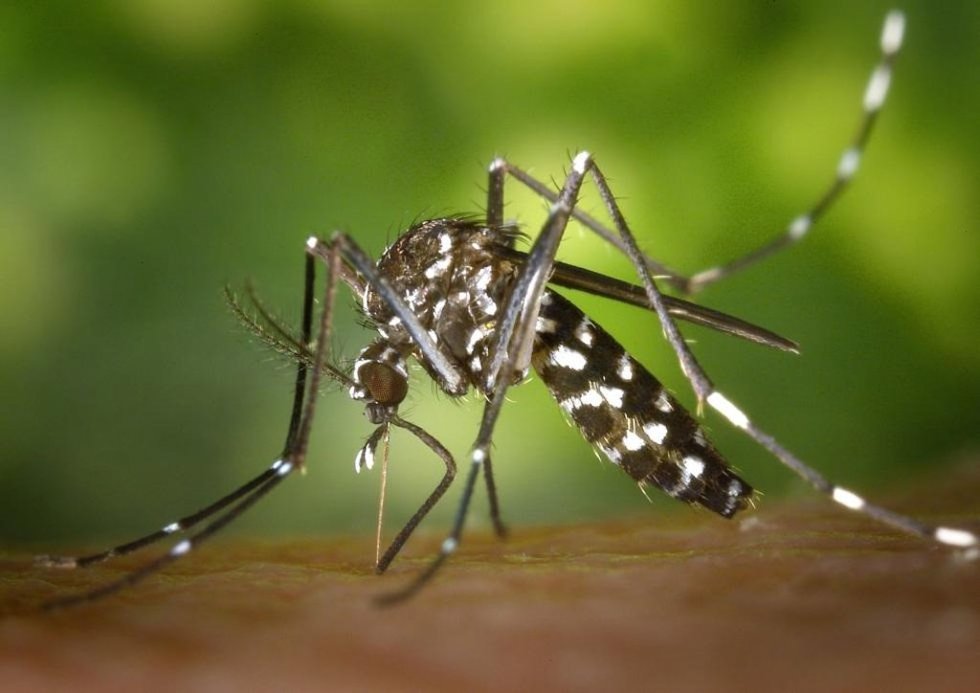 Archivo - Mosquito tigre