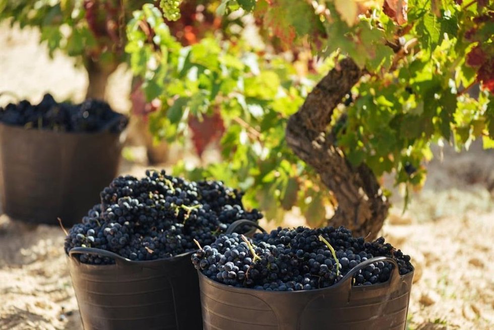 Uvas de Rioja, vendimia Rioja