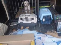 Cort circunscribe a un posible "caso aislado" la denuncia por el transporte de animales vivos y muertos juntos