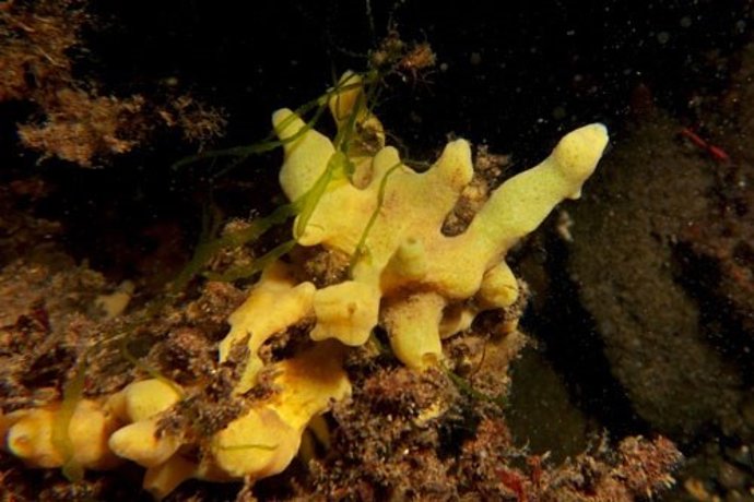 Individuo adulto de la esponja Halichondria panicea, especie objeto de estudio en esta investigación.