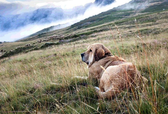 Archivo - Perro Mastín Español