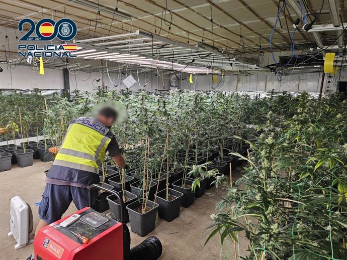 Imagen de la plantación de marihuana