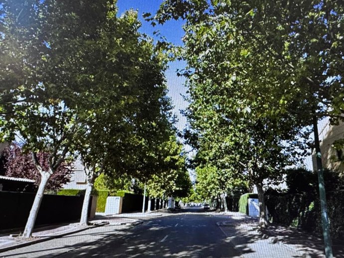 VTLP preguntará en el pleno del lunes por la tala de 97 árboles maduros en la calle Atenas
