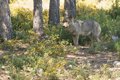 Ecologistas en Acción reclama "transparencia" al Gobierno de La Rioja sobre las actuaciones de control del lobo
