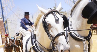 Jerez al día