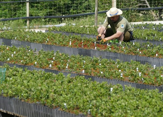 Baleares producirá más de 180.000 plantas forestales autóctonas para restaurar sus espacios naturales