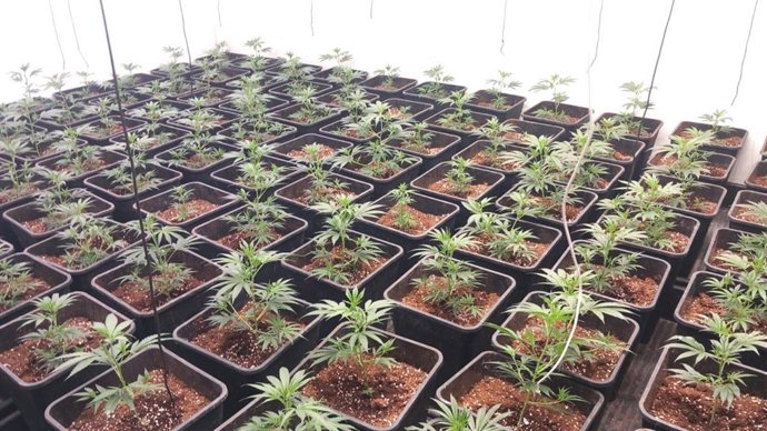 Imatge de la plantació de marihuana