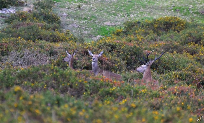 La Sierra de Peñamayor acoge desde el 18 de septiembre visitas guiadas gratuitas para observar la berrea