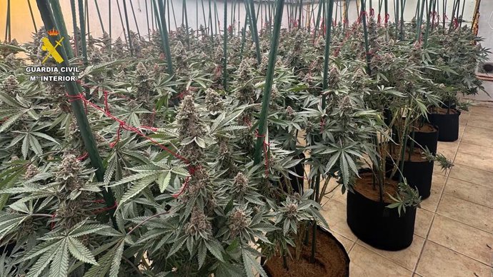 Plantació desmantellada per la Guàrdia Civil