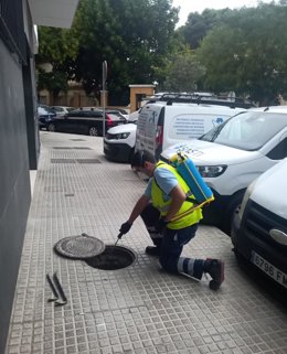 Un operario actuando en una red de saneamiento en el control de desinsectación.
