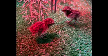 Andalucía recibe 18 torillos procedentes de Marruecos en una nueva fase de la reintroducción de esta ave