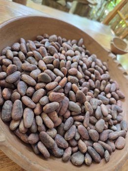 Semillas de cacao.