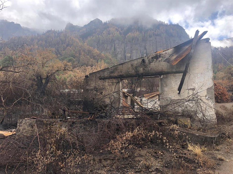 Archivo - Castaños afectados por el incendio del verano pasado en Tenerife