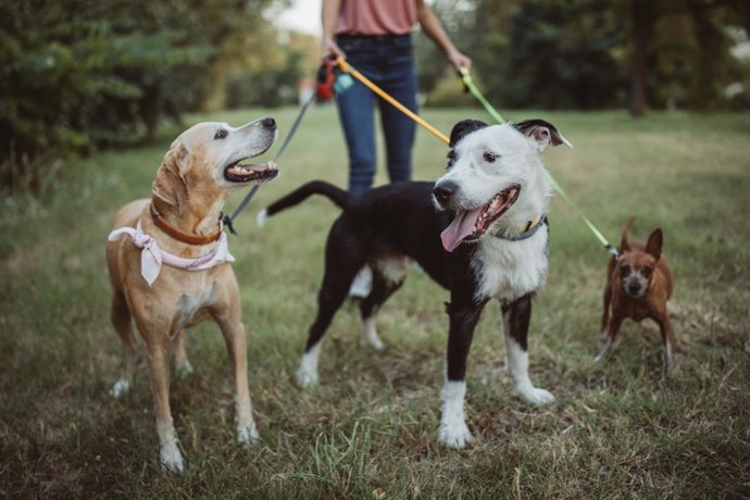Archivo - Niñera de mascotas y perros en el paseo