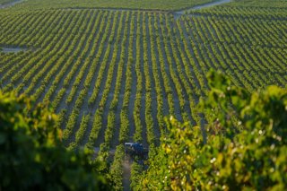 Archivo - Labores de recogida de la uva en los viñedos de las bodegas González Byass de Jerez de la Frontera (Cádiz). A 8 de agosto de 2026 en Jerez de la Frontera, Cádiz (Andalucía, España). Para este año 2026 el Consejo Regulador del Marco de Jerez prev