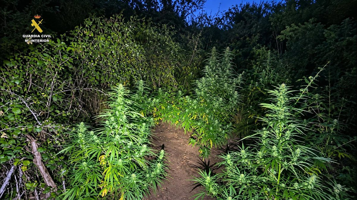 La Guardia Civil detiene a un hombre de 34 años por el cultivo de marihuana en Robres del Castillo