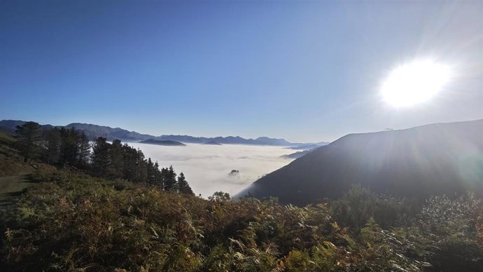 Helechales en Cangas de Onís.