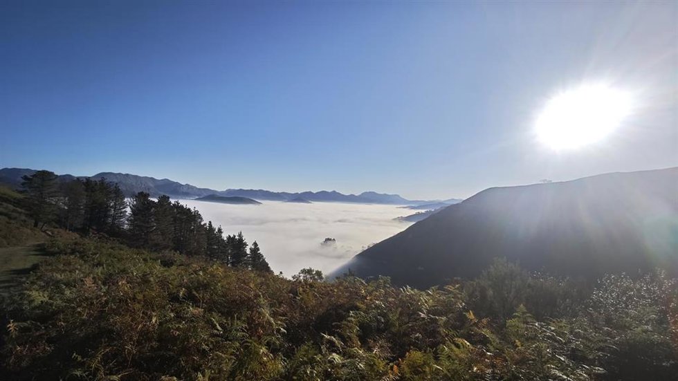 Helechales en Cangas de Onís.