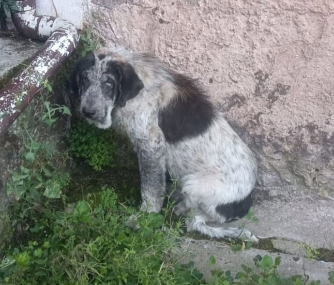 Archivo - Perra que estaba en la finca de un ganadero cántabro y que fue desatendida por él, y que acabó muriendo