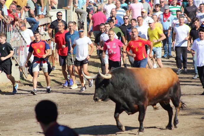 'Campanito' Protagoniza Un Toro De La Vega Rápido Y Sin Incidentes Ante Unos 25.000 Asistentes.