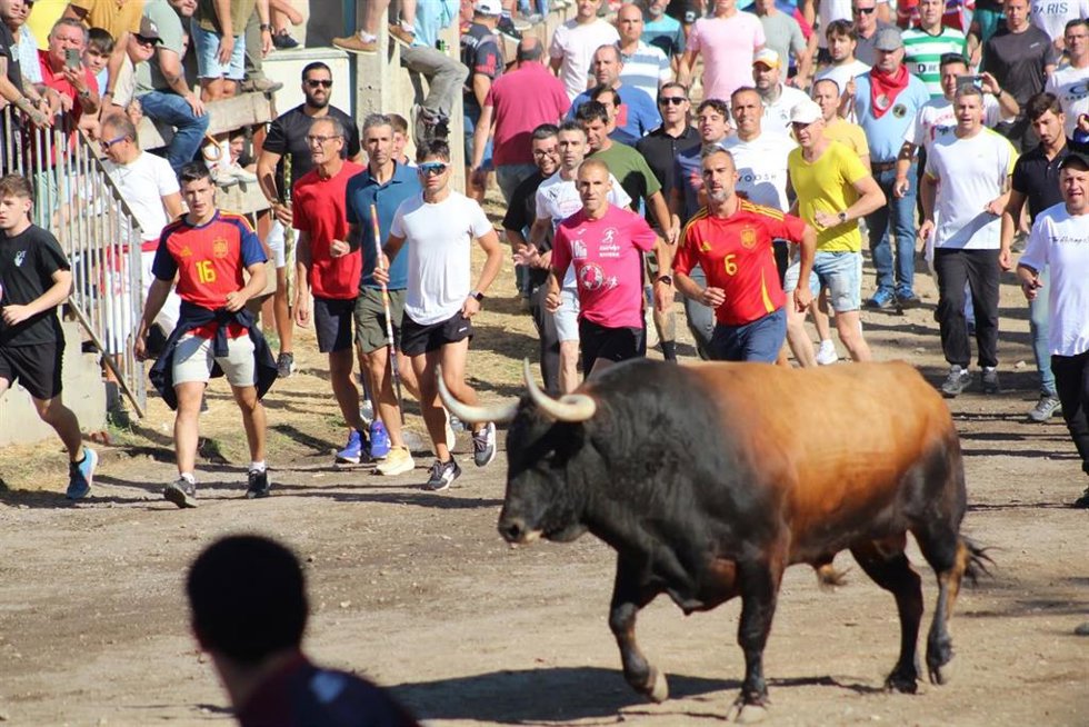 'Campanito' Protagoniza Un Toro De La Vega Rápido Y Sin Incidentes Ante Unos 25.000 Asistentes.