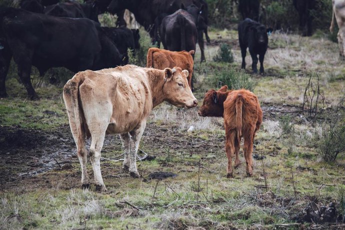 Vacas en un campo