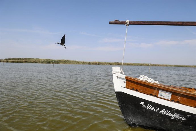 Archivo - Arxiu - Solta d'aus en el Parc Natural de l'Albufera. 