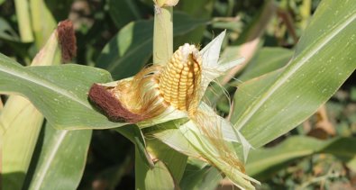 EpAgro - Agricultura