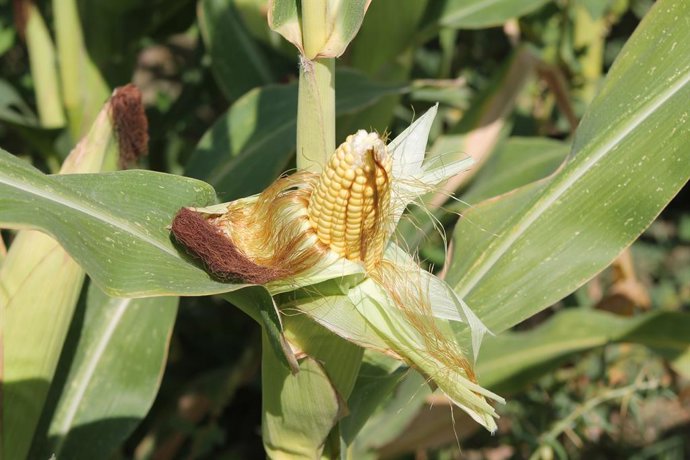 Cultivo de maíz en una explotación agraria.