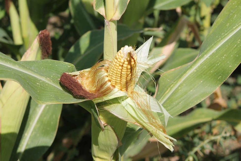Cultivo de maíz en una explotación agraria.