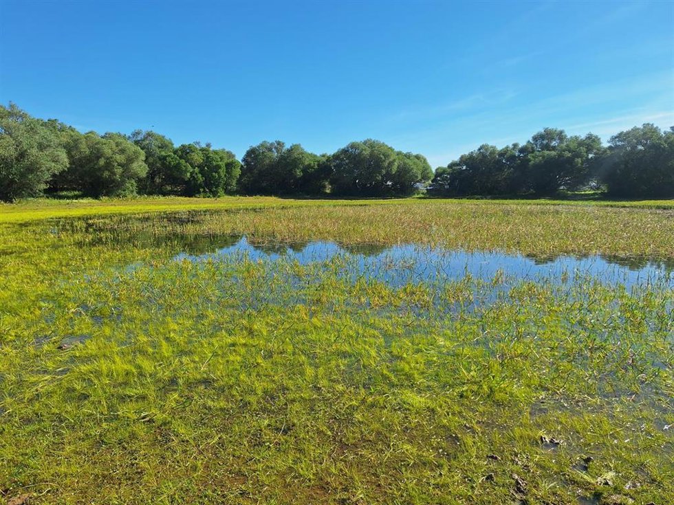 Imagen del Parque Natural de Doñana.