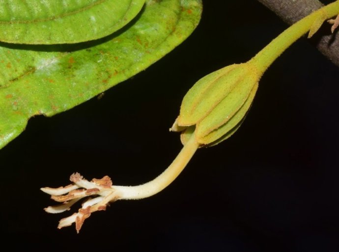 Descritas 18 especies nuevas de árboles de los géneros Matisia y Quararibea de Colombia, Ecuador y Perú.