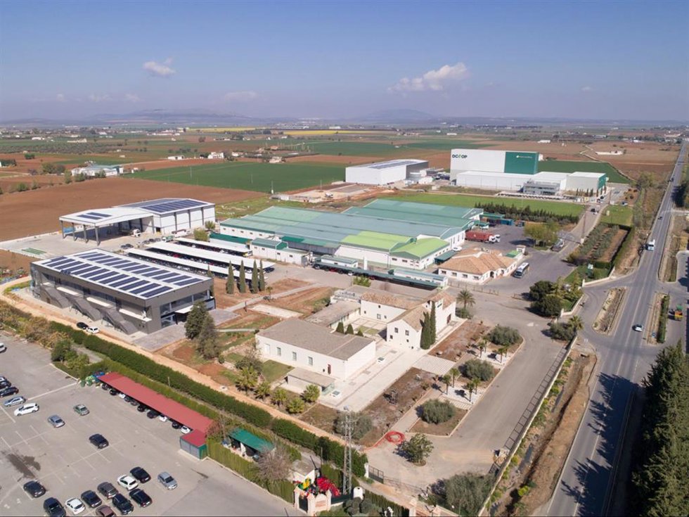 Archivo - Dcoop en Antequera (Málaga).