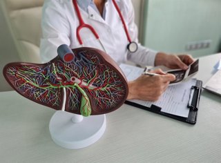 Archivo - Imagen de recurso de un médico con la representación de un hígado.