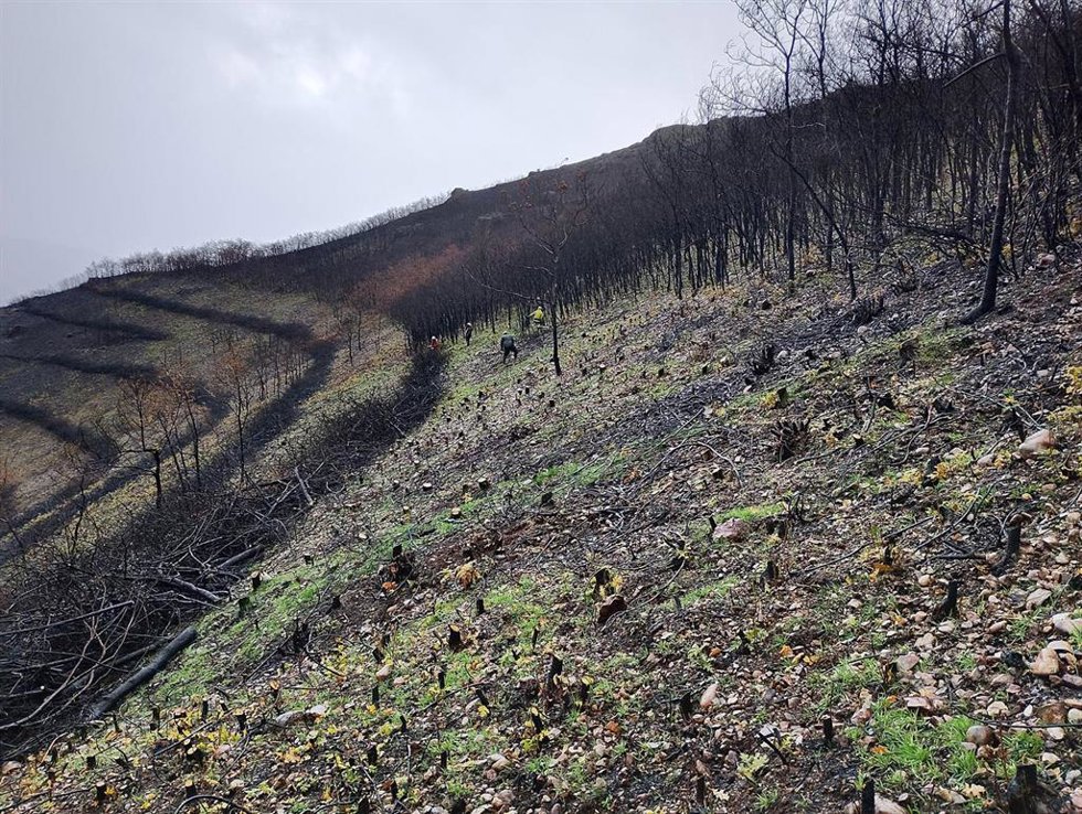 Archivo - Obras en la zona de incendios de Cangas del Narcea.
