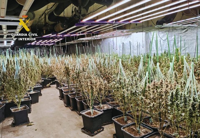 Cultivo 'indoor' de marihuana.