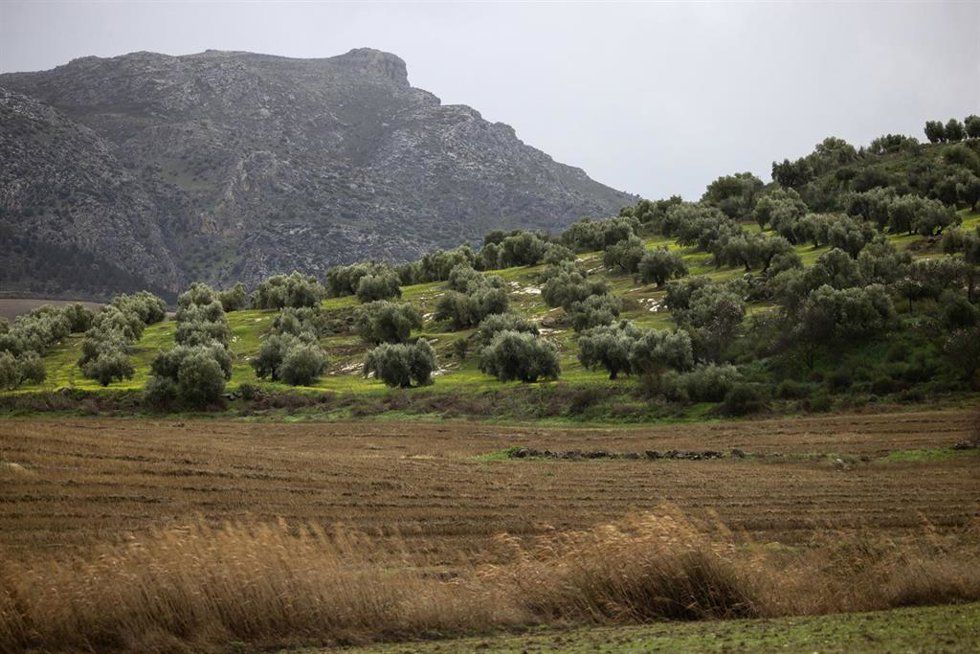 Cultivos en la provincia de Málaga