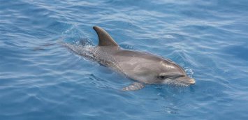 La II edición de la II convocatoria de ayudas de Fundación Enedesa incorpora proyectos centrados en la conservación de fauna acuática, que se suman a los de fauna terrestre y avifauna.