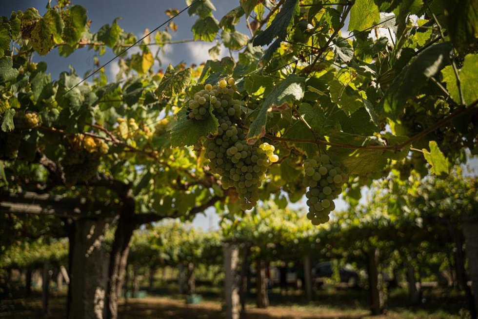 Varios racimos de uva durante una de las primeras vendimias en las Rías Baixas,